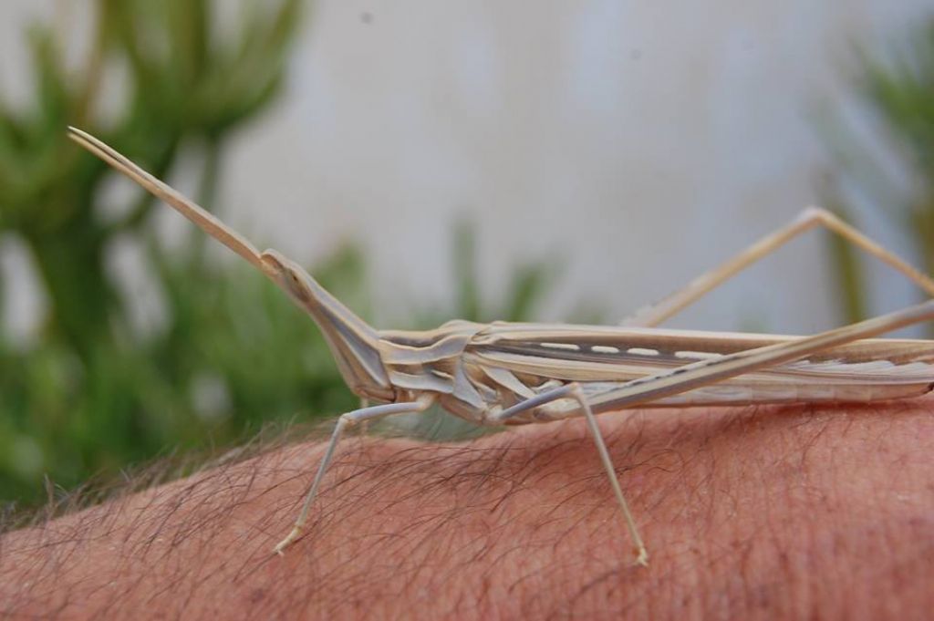 Truxalis nasuta (Acrididae) nel sud della Tunisia